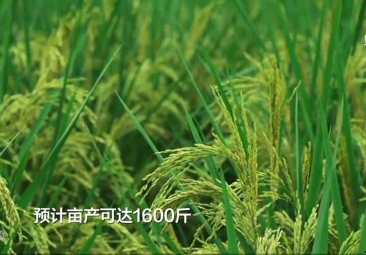 国产水稻试种成功视频,自主创新助力粮食安全新篇章
