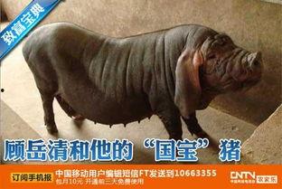 国产太湖猪品种介绍视频,国产优良品种风采展示