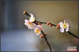 国产老师桃花视频