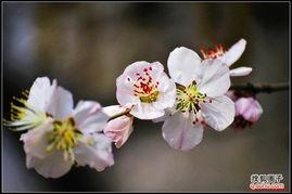 国产老师桃花视频